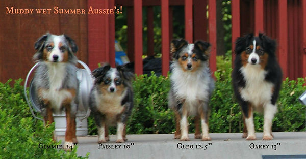 Muddy dogs group.jpg