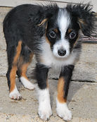 rosie-lilly pups jan 055.jpg