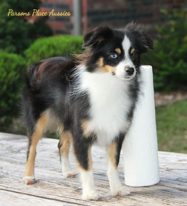 Gracie 15mo 8_edited.jpg