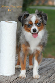 Dottie 1yr 5.jpg