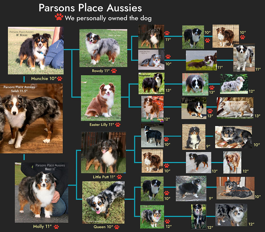 Selah Final Pedigree.jpg