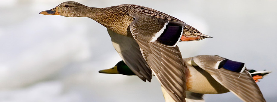 Flight