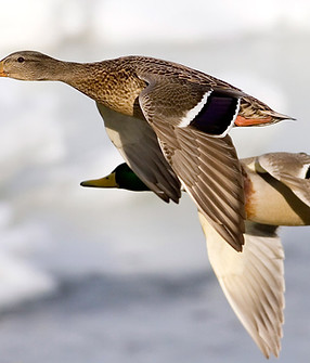 Flight