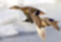 Flight
