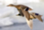 Flying Mallard Ducks