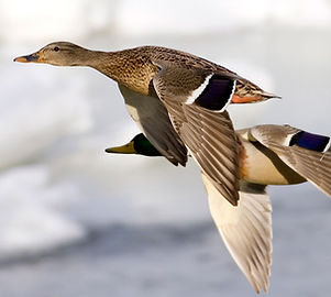 Flight