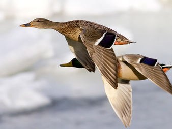 Fly Away