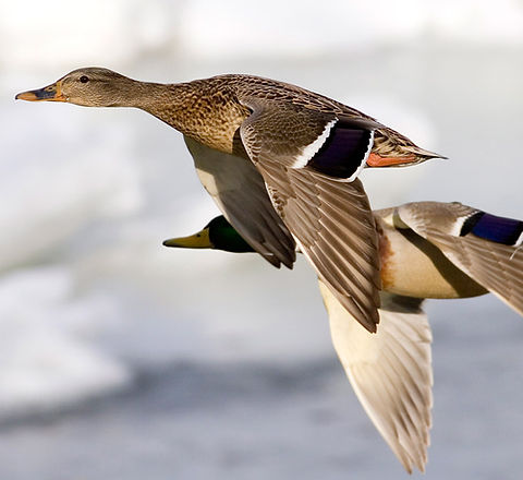 Flight