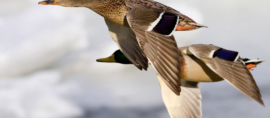 Taxidermy - Equipment and Steps for Stuffing Birds and Mammals 101.