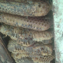 Same #bees , different #combs _#savetheb