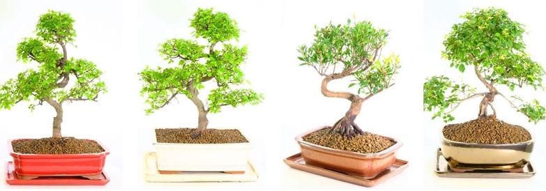 Indoor Trees.JPG