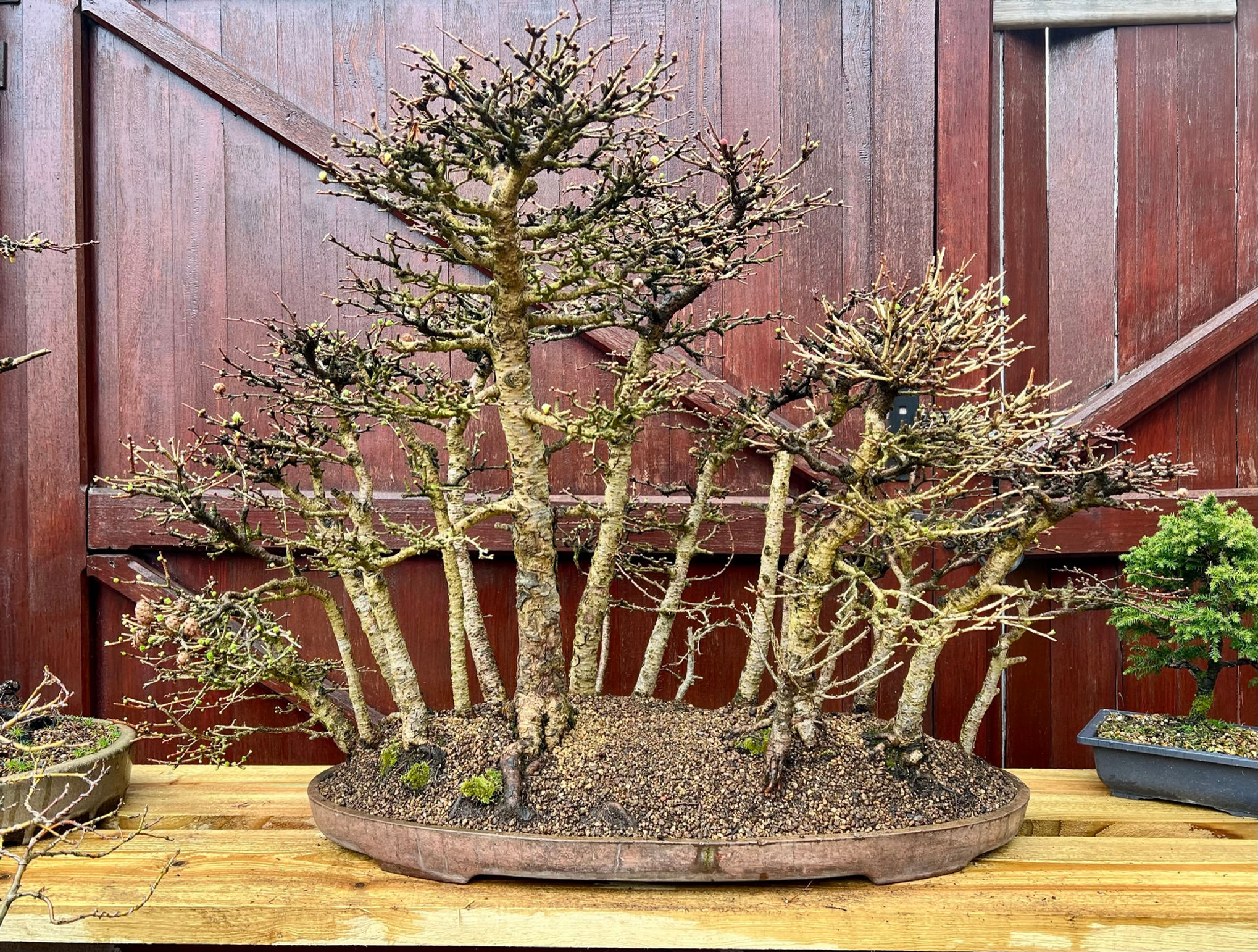 Forest Planting Workshop - Saturday 14th March 2026