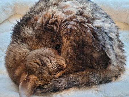 Senior Cat Care: 10 Things Your Aging Cat Wishes You Knew