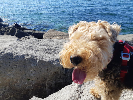 Boost Your Dog's Health with Professional Walkers