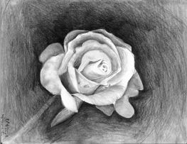 Breathing Petals