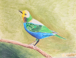 Nature's Rare Jewel