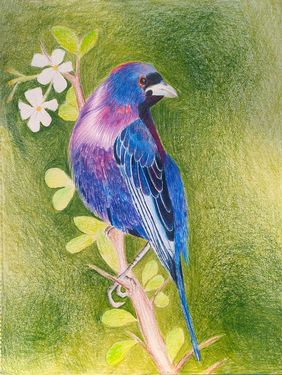 The Varied Bunting - A Story of Conservation