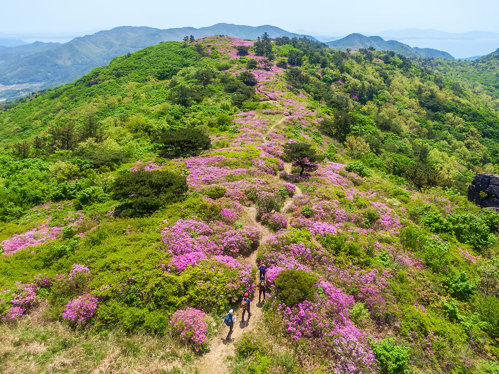 한국 남서부 제암산 정상에 위치한 왕진달래 군락지. 매년 봄 보라색 진달래 꽃이 필 무렵 수많은 등산객이 찾는 명소다. ©Snow Tiger Man/iStock
