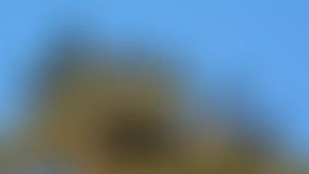 까마귀의 마음속에는 무엇이 있을까?