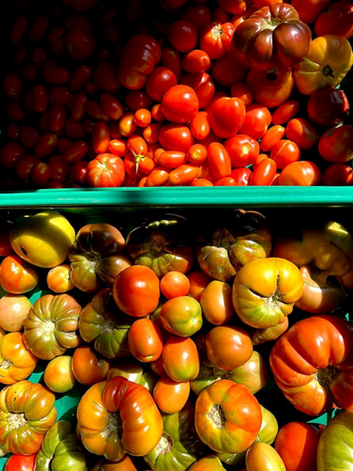 해피 팜에서 갓 수확한 다양한 전통 토마토 품종. ©사진 제공: 플럼 빌리지 해피 팜