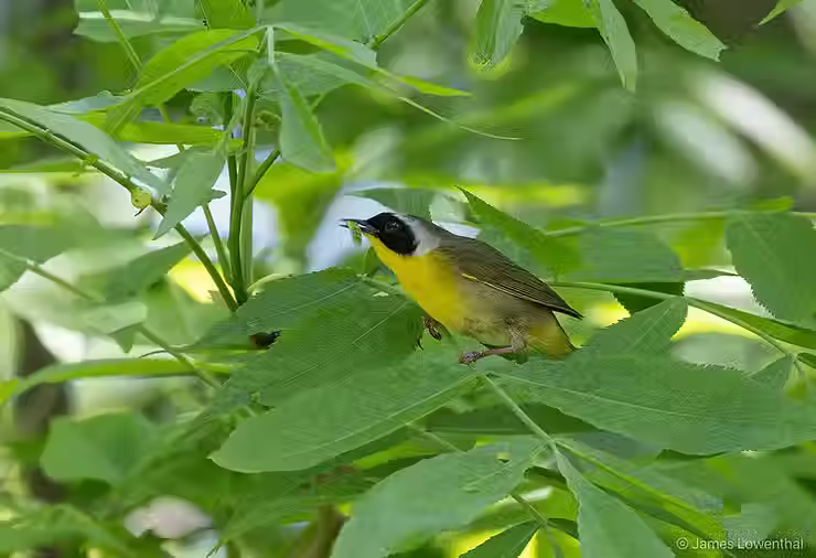 노랑목솔새와 같은 새들은 밝게 빛나는 도시 위를 이동하는데, 이는 치명적인 경험이 될 수 있다. ©James Lowenthal