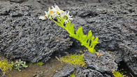 지구의 가장 젊은 섬에 생명이 찾아오다