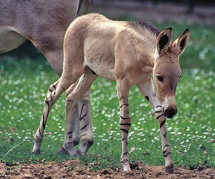 IUCN 적색 목록에 따르면 야생 개체수가 700마리 미만인 소말리아 야생 나귀는 심각한 멸종 위기에 처해 있다. ⓒ(에쿠스 아시누스 소말리쿠스) (cc) T. 뵈클러 (CC-BY-SA-3.0)