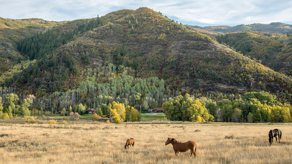 Three horses graze in a golden meadow with a forested mountain backdrop under a partly cloudy sky. A house is nestled among trees.