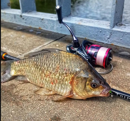 прикормка на леща осенью ловля на фидер карп подлещик поплавок