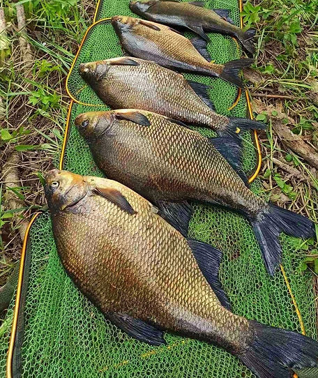 Бюджетные катушки для фидера ловля леща на фидер