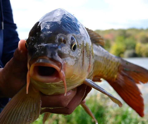 перловка для рыбалки ловля леща на фидер copes lietas прикормка на карпа