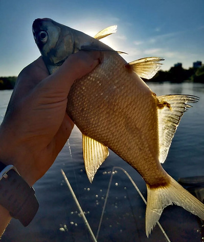прикормка на леща осенью ловля на фидер подлещик садок улов