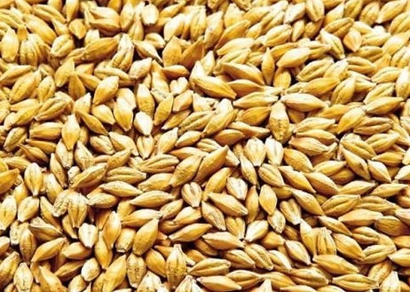 перловка для рыбалки ловля леща на фидер copes lietas ячмень