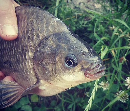ловля карася летом прикормка на леща насадка на карпа трапер