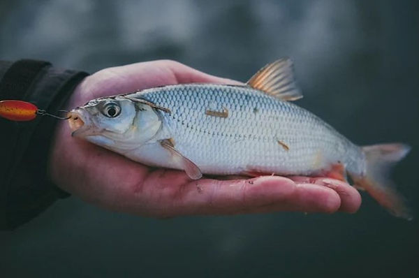 перловка для рыбалки ловля леща на фидер copes lietas язь