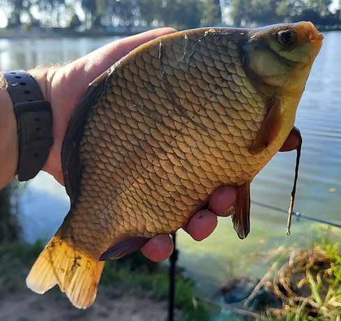 ловля карася летом прикормка на леща насадка на карпа трапер