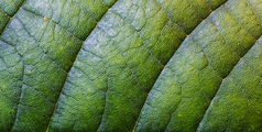 Vivek Vilasini, Indian Artist, Pune, India, VHC, Vida Heydari Contemporary, Leaf, Flora, Green, Macro, Texture, Photography