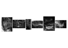 Samim Alam Beg, Phtography, Black and White, Nature, Spider Webs, Indian Artist, Photographer