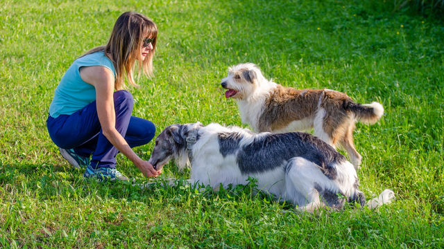 IL MIO PROGRAMMA PENSA A TREVIGLIO: PIU' ATTENZIONE AGLI ANIMALI