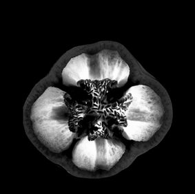 4-20180520-scan5.20.18DCS02878on4 002-Edit-4.jpg