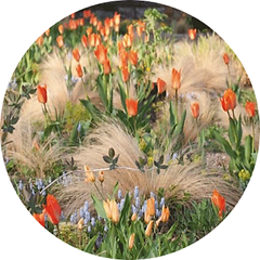 Beplanting_0002_Layer-3.png