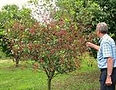 Apple tree with person.jpg