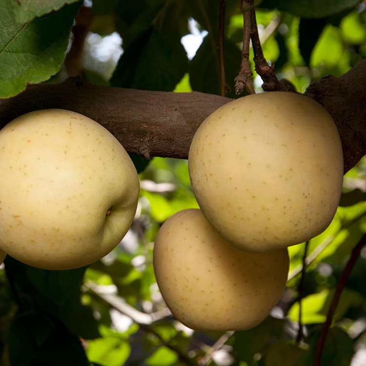 Honey Gold Apple
