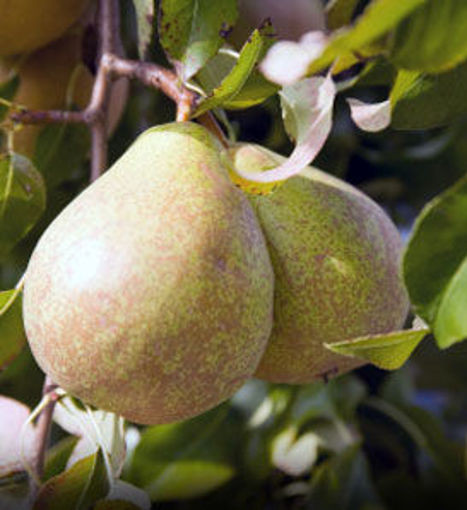 Keiffer Pear