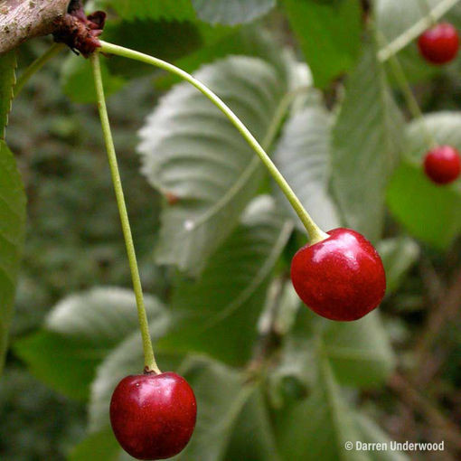Tartarian Cherry