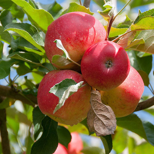 Gala Apple Tree