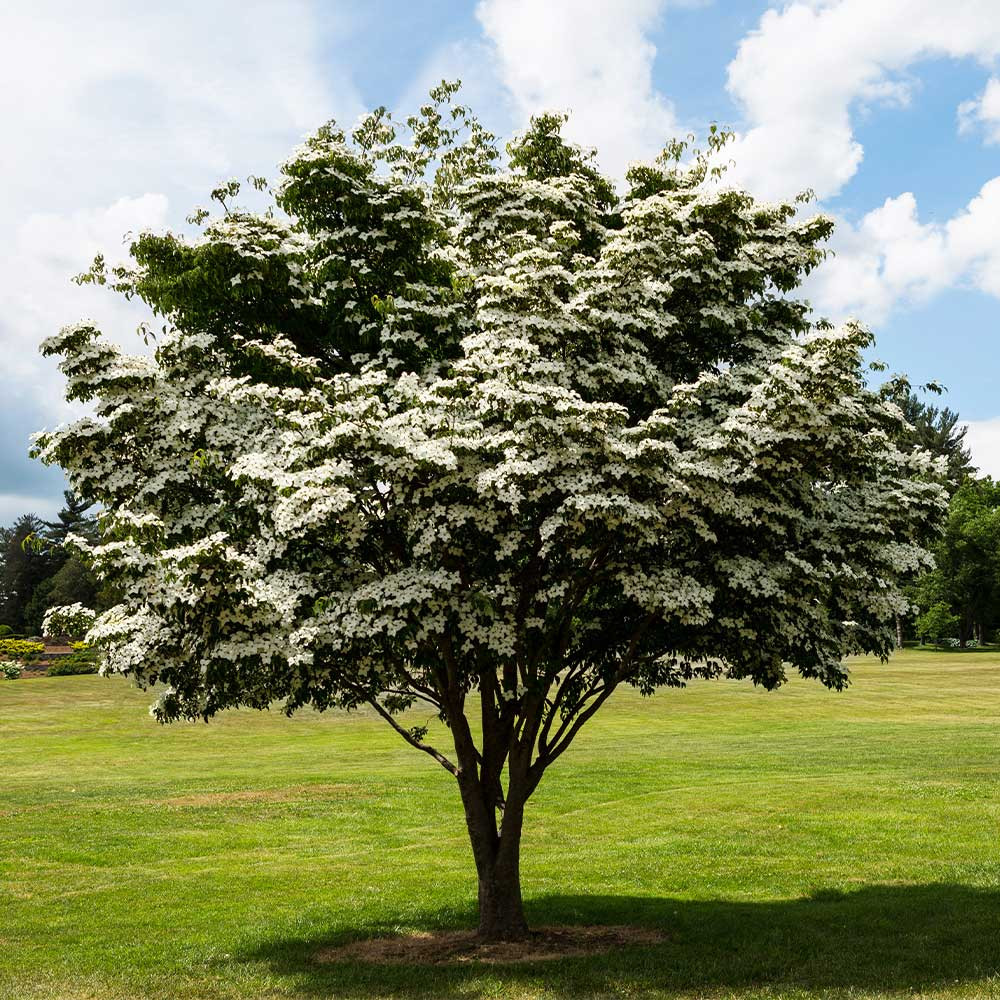 Kousa Dogwood Tree