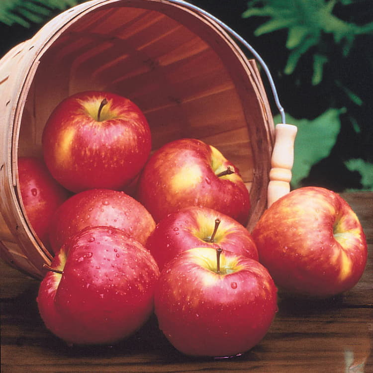 Honey Crisp Apple Tree