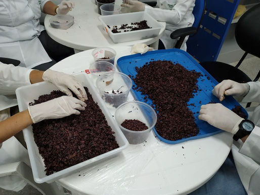 Pesquisa da Univasf testa uso da farinha da casca de uva como antioxidante natural em hambúrgueres