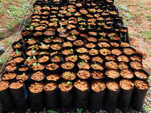 Viveiro Municipal produz mudas para arborização e doação em Petrolina